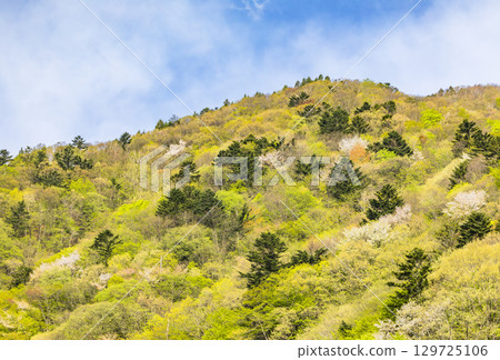 Vibrant fresh greenery around Lake Okushima Vibrant fresh greenery around Lake Okushima 129725106
