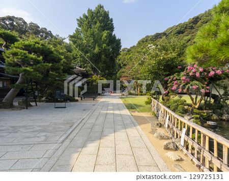 清原神清澈寺院內盛開的紫薇花 清原神清澈寺院內盛開的紫薇花 129725131