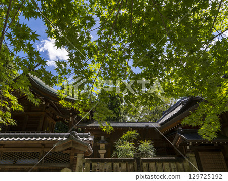 Summer green leaves and shrine Summer green leaves and shrine 129725192