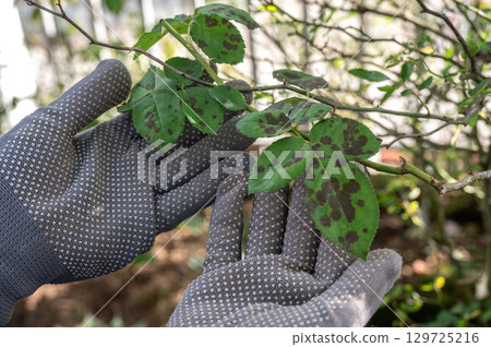 Farmer hands holding rose leaves with black spot problem. Black spot is a fungal disease (Diplocarpon rosae) that affects roses. Farmer hands holding rose leaves with black spot problem. Black spot is a fungal disease (Diplocarpon rosae) that affects roses. 129725216