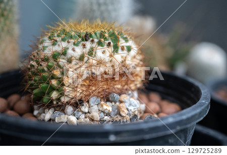 Mammillaria cactus having sunburned damaged from direct sunlight. Sunburned cacti often have brown or black patches and can be bruised as well. 129725289