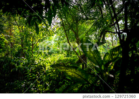 Greenery background of nature plant and leaf 129725360