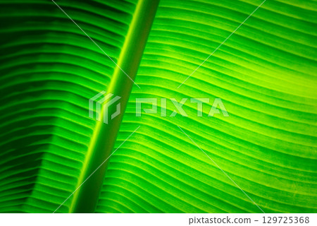 Greenery background nature plant and leaf (Banana) Greenery background nature plant and leaf (Banana) 129725368