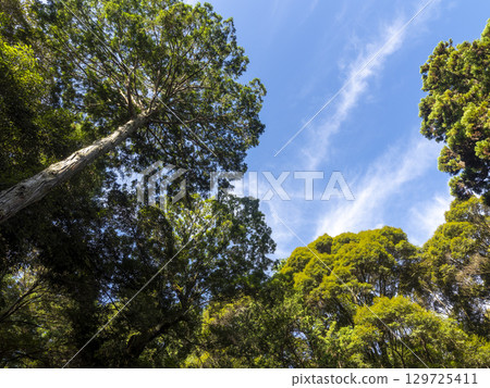 Summer blue sky and fresh green trees 129725411
