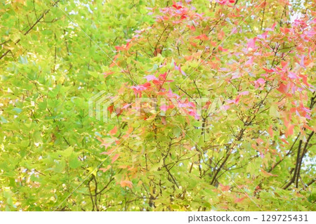 Leaves starting to turn red in autumn 129725431