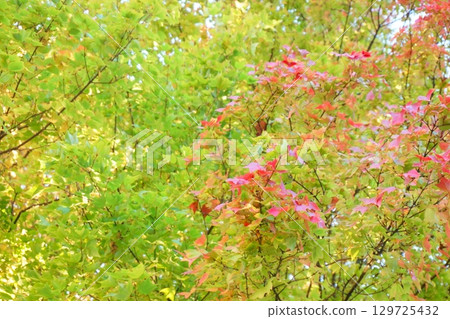 The leaves are turning red The leaves are turning red 129725432