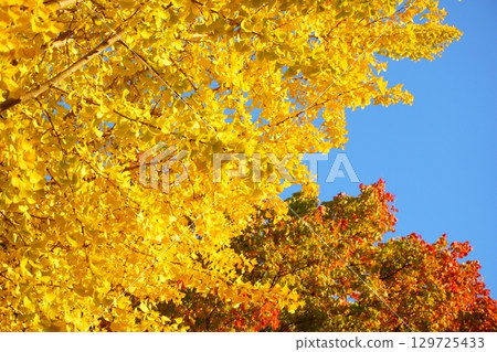 Autumn leaves shining in the blue sky Autumn leaves shining in the blue sky 129725433