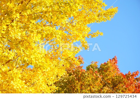 Autumn leaves and the autumn sky 129725434