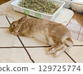 Nap Rabbit 01 129725774