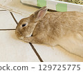 Nap Rabbit 02 129725775