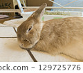 Nap Rabbit 03 129725776