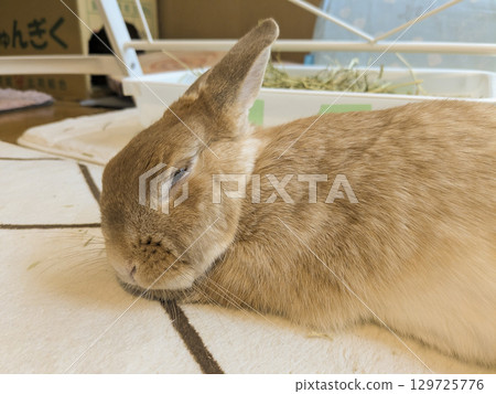 Nap Rabbit 03 Nap Rabbit 03 129725776