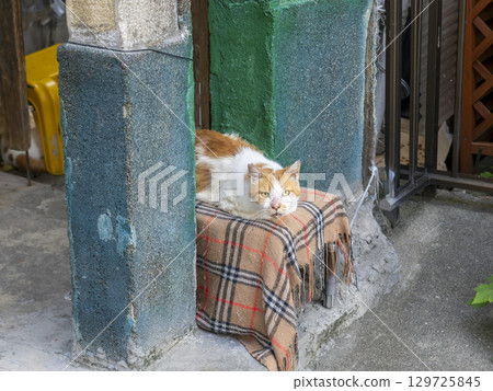 Cat resting on the eaves Cat resting on the eaves 129725845