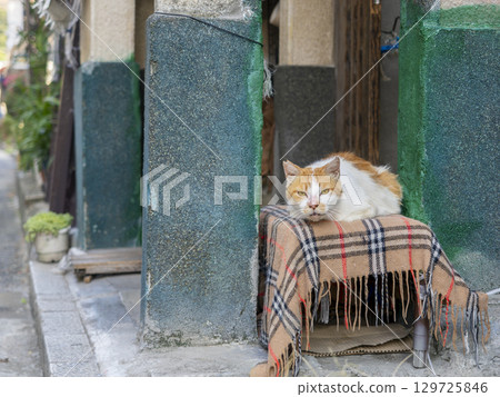 Cat resting on the eaves Cat resting on the eaves 129725846