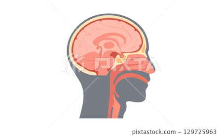 Upper respiratory tract and brain 129725963