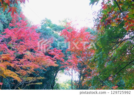 Red leaves in autumn Red leaves in autumn 129725992