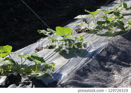 南瓜田裡的炎熱早晨 129726329