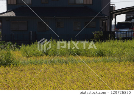 Paddy fields where herbicides were ineffective or ineffective 129726850