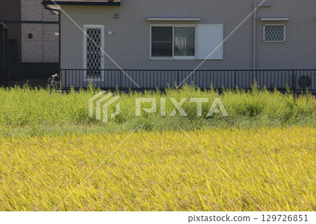 除草劑無效或無效的稻田 129726851