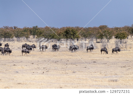 A Herd of blue wildebeest in Etosha A Herd of blue wildebeest in Etosha 129727231