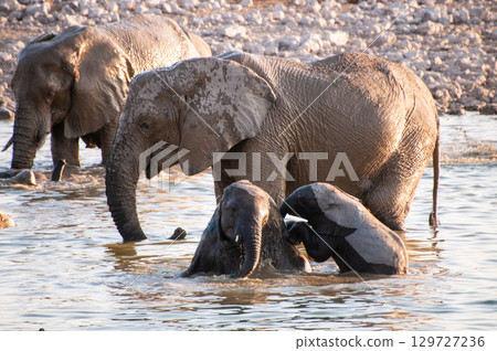 Bathing Elephants in Etosha Bathing Elephants in Etosha 129727236