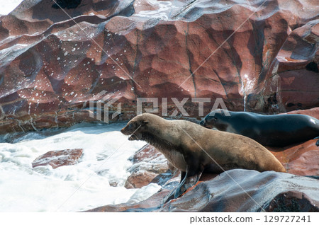 Seals at cape cross Seals at cape cross 129727241