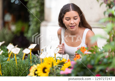 Female buyer looks at goods in outdoor shop, choose decorative potted sunflower 129727247