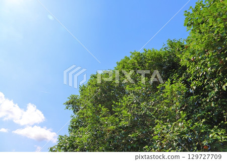 Summer camellia tree blue sky Summer camellia tree blue sky 129727709