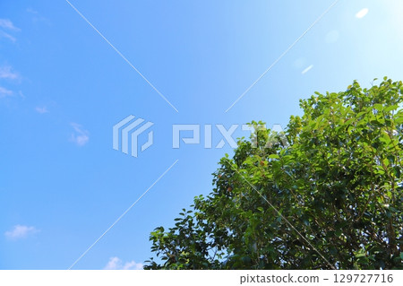 Summer camellia tree blue sky Summer camellia tree blue sky 129727716