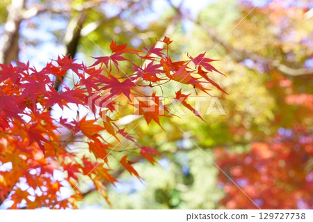 Bright autumn leaves Bright autumn leaves 129727738