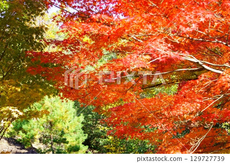 A maple colored in red A maple colored in red 129727739