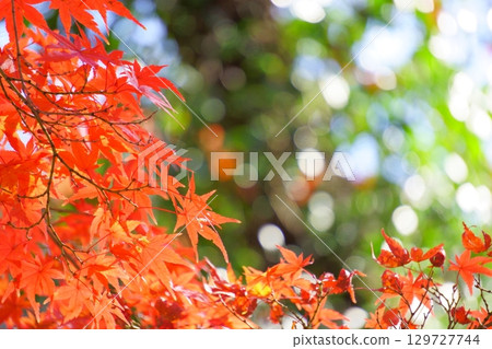 Bokeh and vivid autumn leaves Bokeh and vivid autumn leaves 129727744