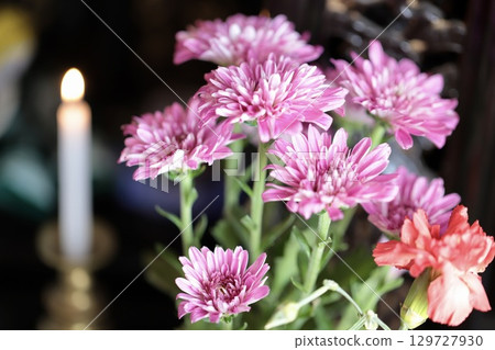 Chrysanthemum flowers offered at the Buddhist altar 129727930