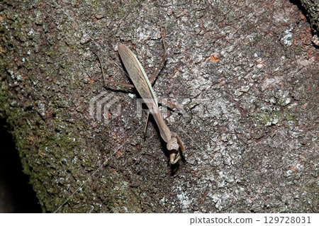 Vegetarian 129728031