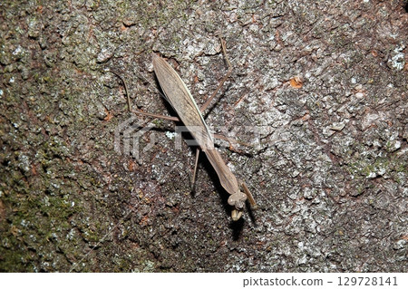 螳螂 螳螂 129728141