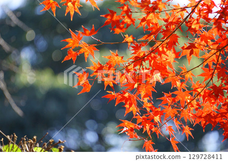 Sparkling light and autumn leaves Sparkling light and autumn leaves 129728411