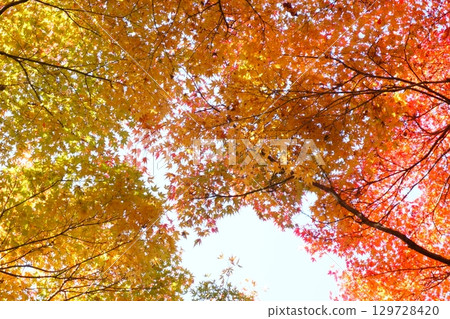 秋葉覆蓋天空 129728420