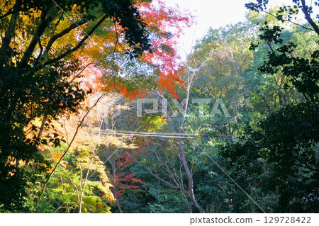 森林樹木開始變色 129728422