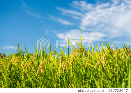 Rice early harvest and blue sky 129728647