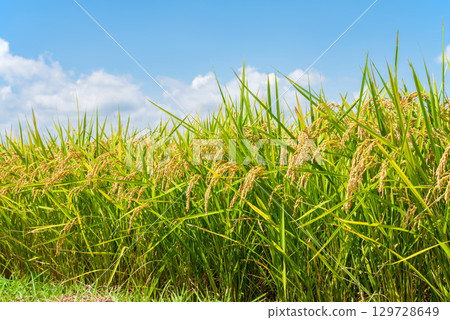 Rice early harvest and blue sky Rice early harvest and blue sky 129728649