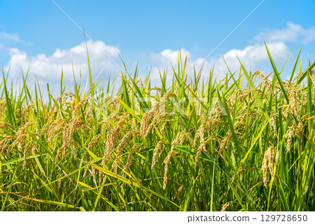 Rice early harvest and blue sky Rice early harvest and blue sky 129728650