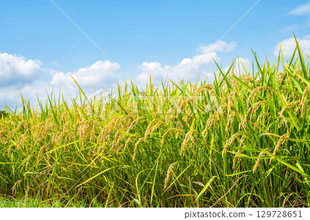 Rice early harvest and blue sky Rice early harvest and blue sky 129728651