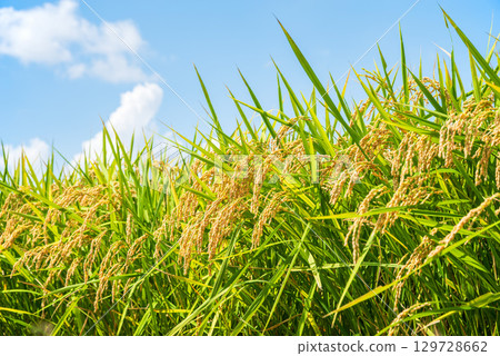 Rice early harvest and blue sky 129728662