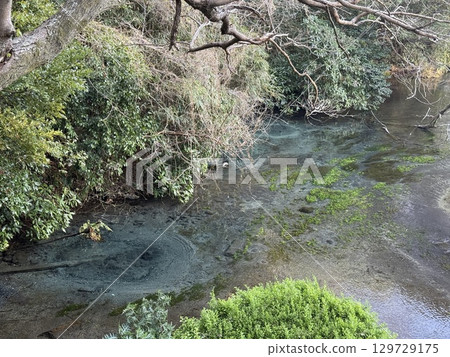 The beautiful cobalt blue spring water of Kakita River in Shizuoka Prefecture 129729175