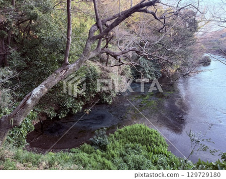 The beautiful cobalt blue spring water of Kakita River in Shizuoka Prefecture The beautiful cobalt blue spring water of Kakita River in Shizuoka Prefecture 129729180