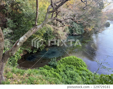 The beautiful cobalt blue spring water of Kakita River in Shizuoka Prefecture The beautiful cobalt blue spring water of Kakita River in Shizuoka Prefecture 129729181