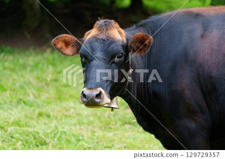 Curious Brown and Black Cow Grazing in a Lush Meadow in the Countryside Landscape 129729357