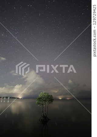 One mangrove One mangrove 129729425