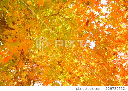 Colorful maple leaves covering the sky Colorful maple leaves covering the sky 129729532