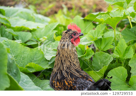 Close up of rooster in green garden. Farm bird among large plant leaves. 129729553